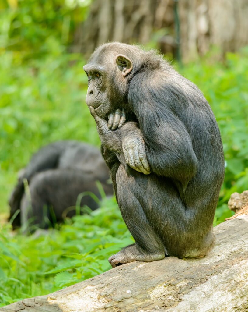 an ape sitting on concrete