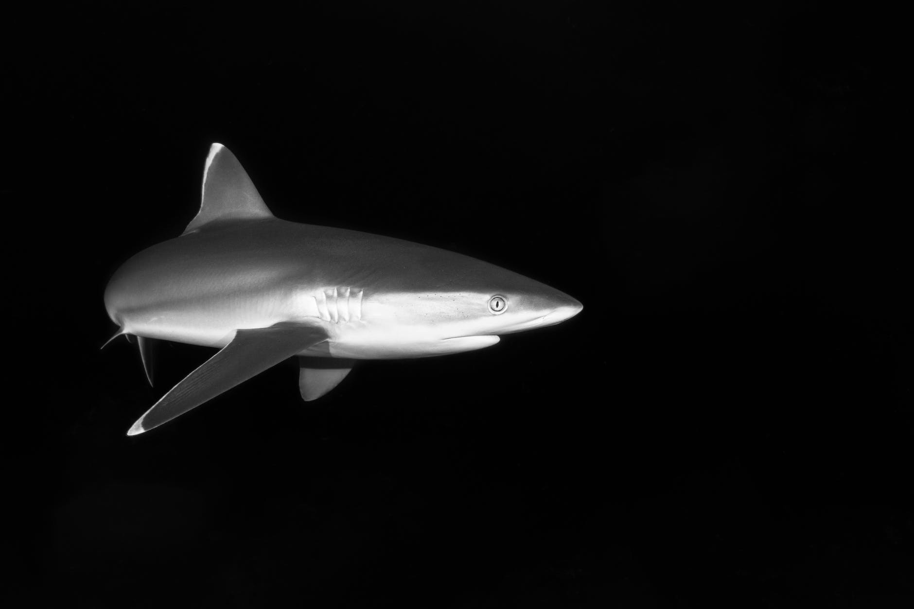 a shark underwater