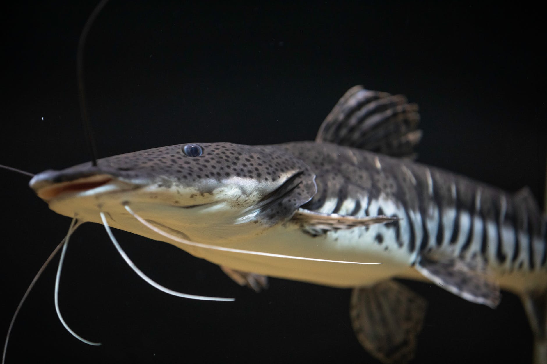 tiger shovelnose catfish in close up photography