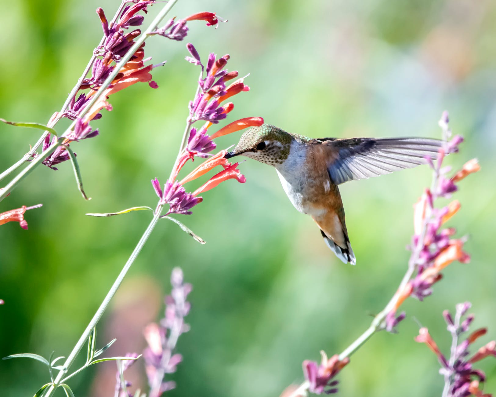 close up photo of hummingbird near flowers