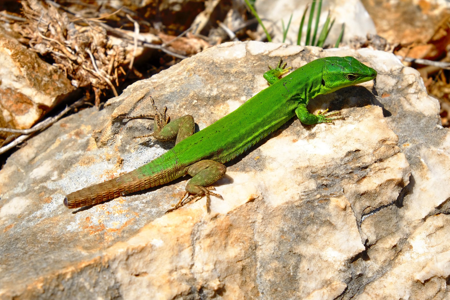 green lizard on brown rock