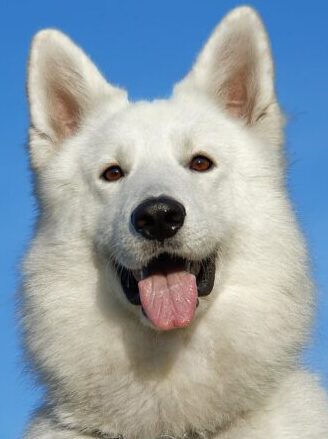 white long coated medium size dog sticking tongue out during daytime