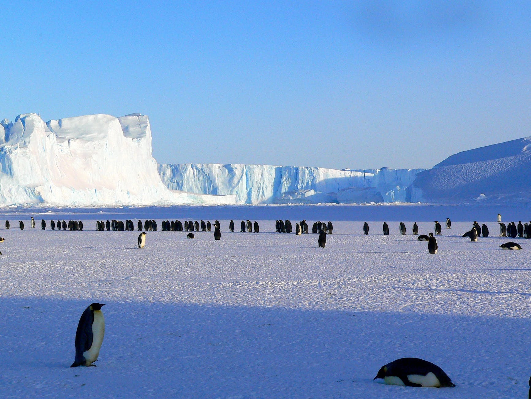 cold nature cute ice