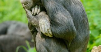 an ape sitting on concrete