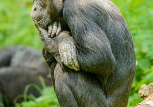 an ape sitting on concrete