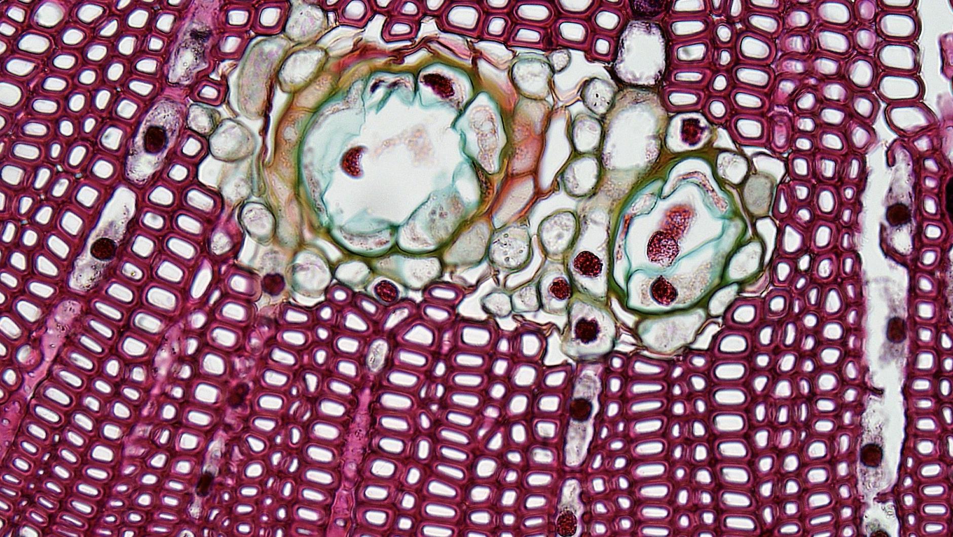 tissue under microscope