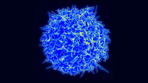 Healthy human T cell