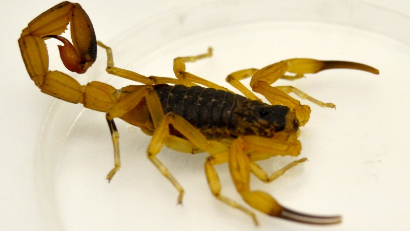 O Tityus serrulatus possui as pernas e cauda amarelo-clara, tronco escuro e comprimento de até 7 cm. - Foto: Divulgação/SES